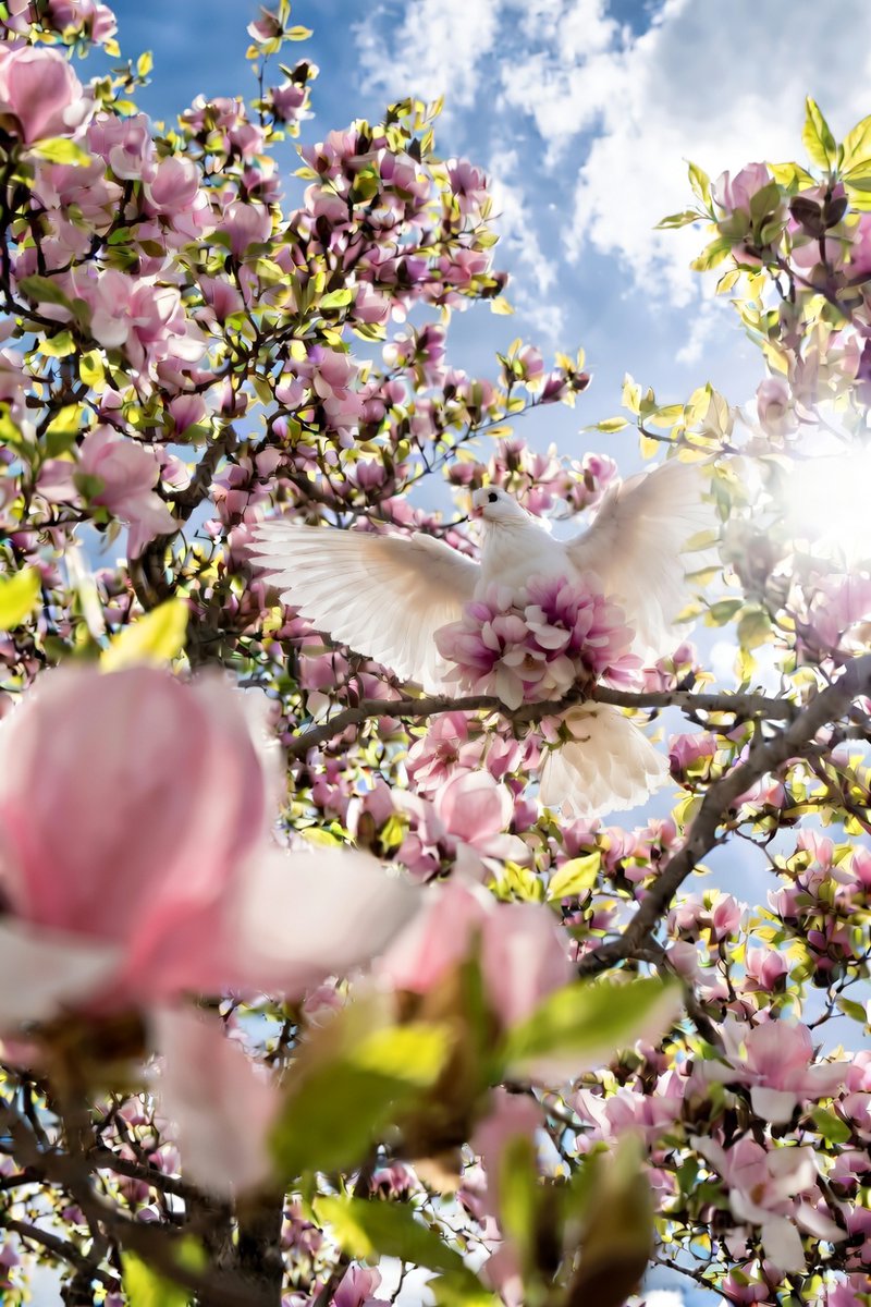 jazzy_bektas's tweet image. Monday, Monday……. 🕊️ 💮

#GoodMorningMonday #GoodVibesOnly #SpringUnending #Blooming