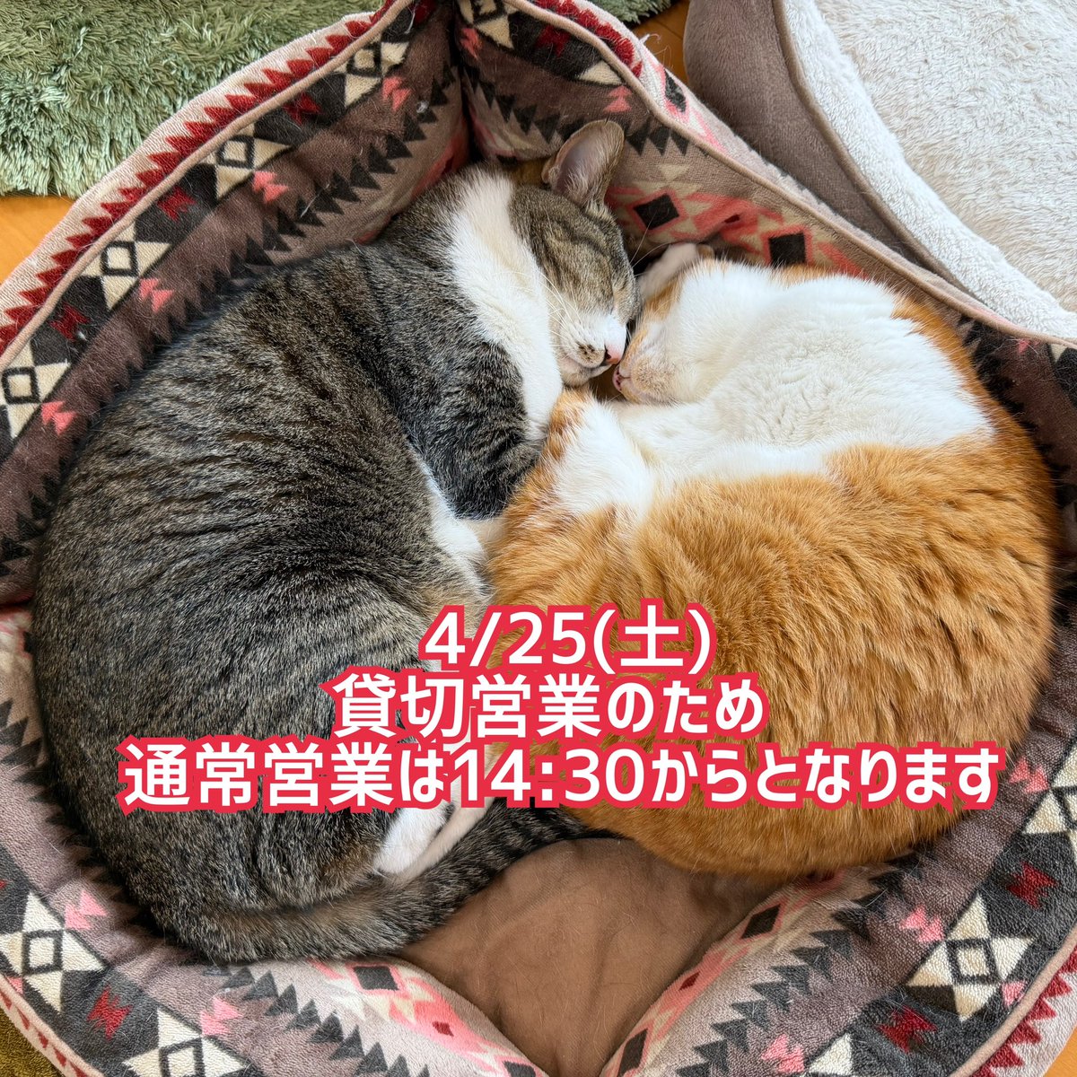 猫カフェ福ねこ@福井 tweet media