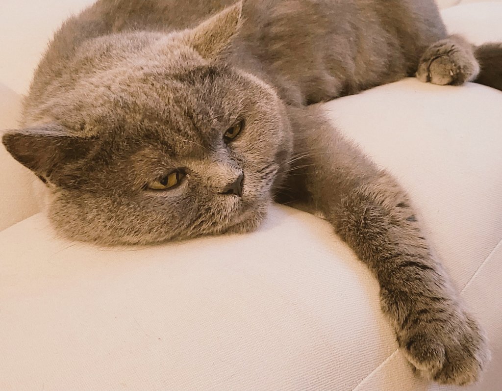 My Escape tweet media