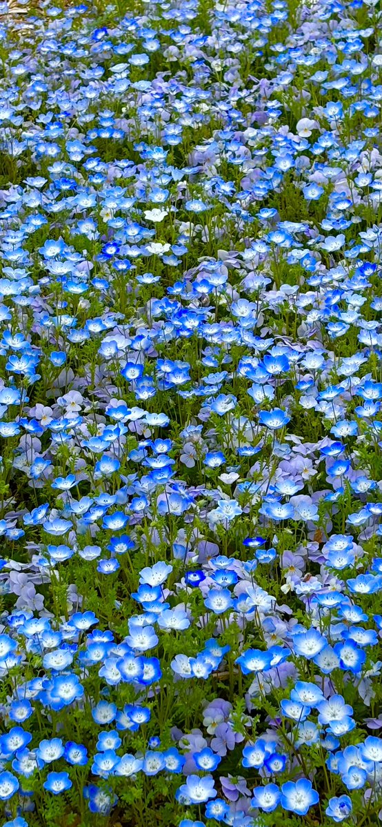 お疲れ様でした✨🍊

風が強かったですね💦

　ネモフィラ💕✨
　　花言葉(可憐)(どこでも成功)

　　　ビオラが混じって綺麗🤩

　皆様　素敵な夜を✨🍵🍶🍷