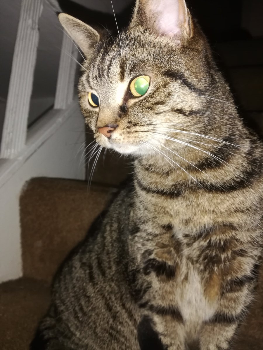 Stereo Surrealist tweet media