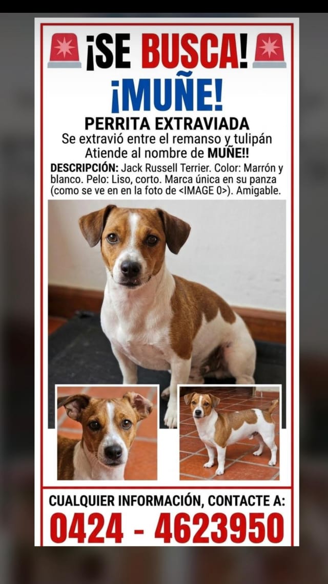 Nancy04_12_2014's tweet image. #Extraviada
PERRITA CON NOMBRE MUÑE. SE EXTRAVÍO ENTRE REMANSO Y TULIPÁN.