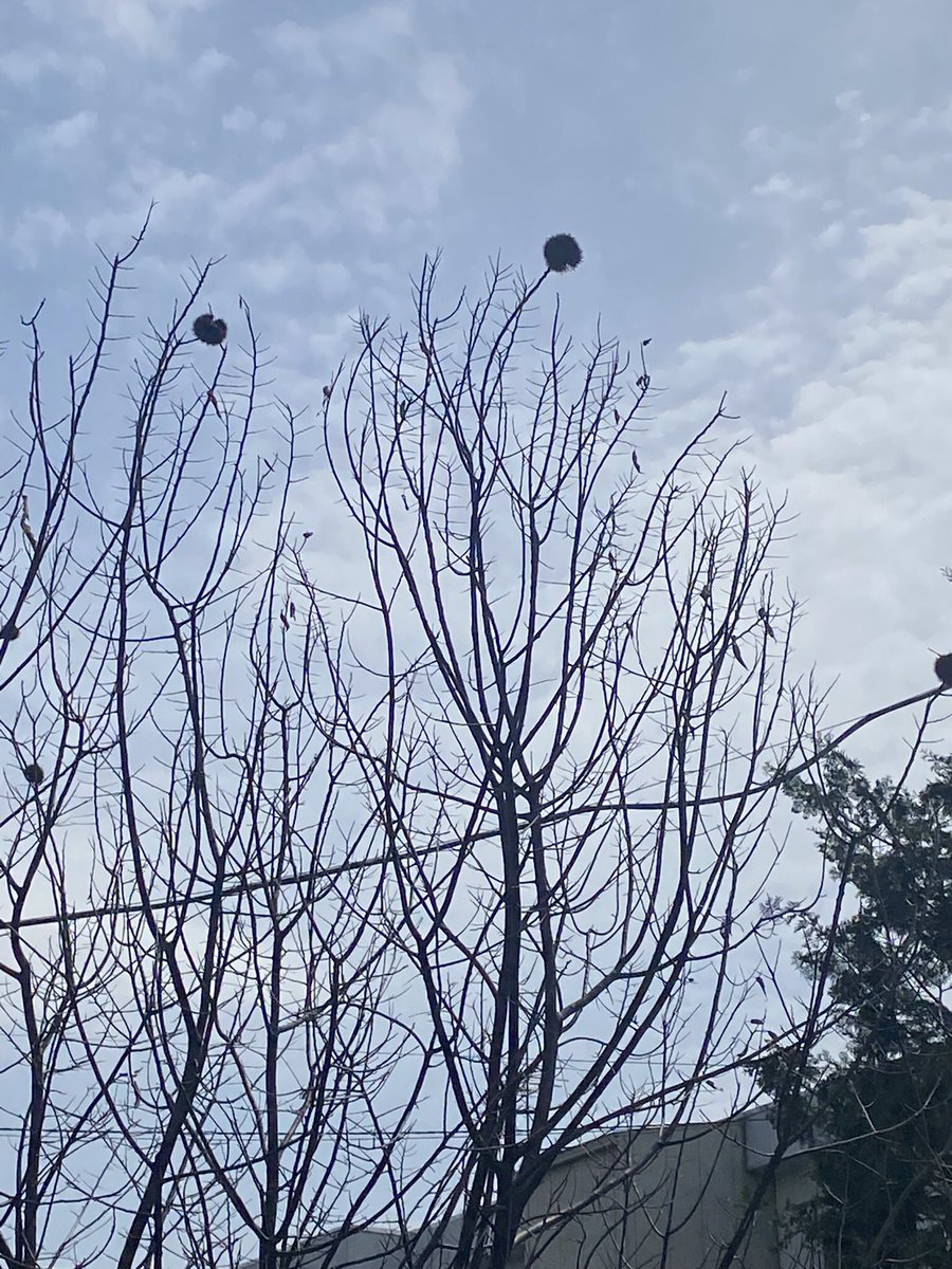 キャンママ tweet media