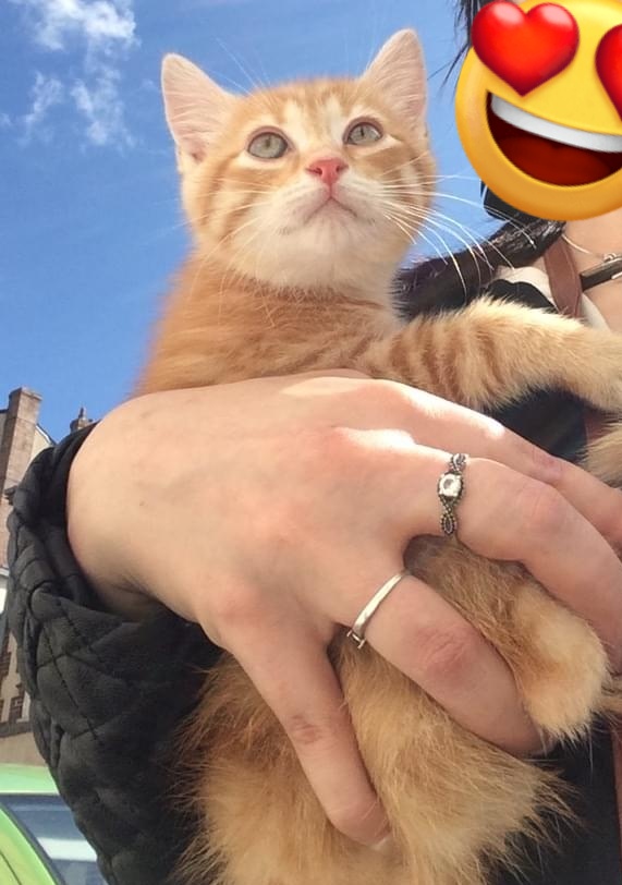 🎀 Queen Mimine, Yron et Genzo des ✨🦁 tweet media