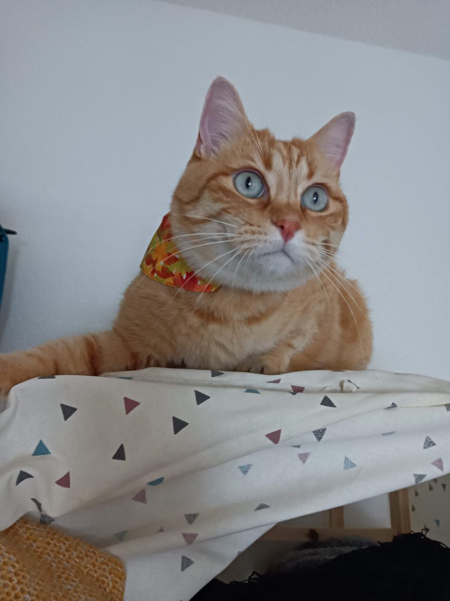 🎀 Queen Mimine, Yron et Genzo des ✨🦁 tweet media