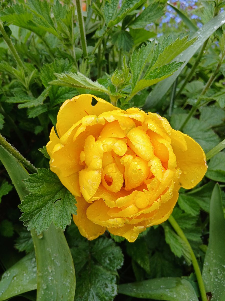 The Tao Of Gardening tweet media