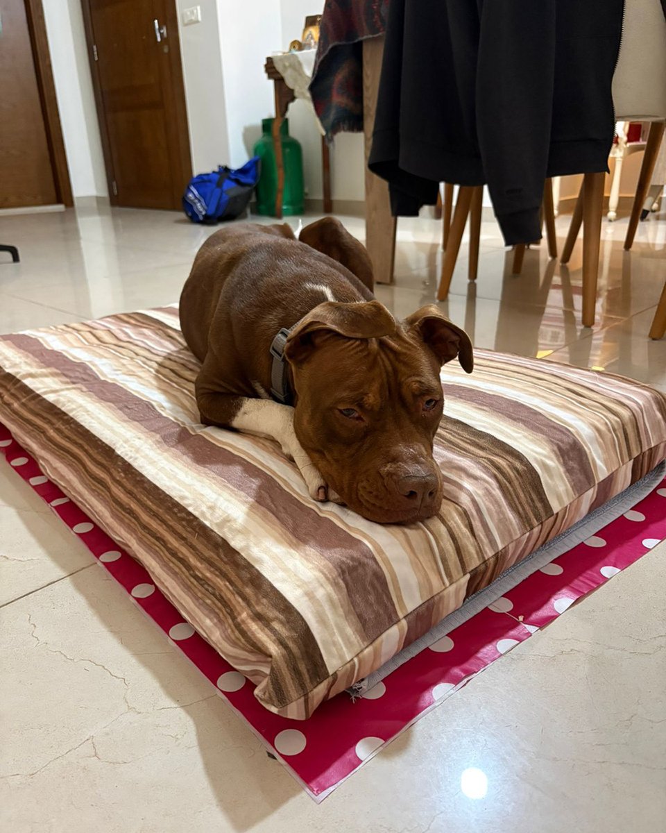 adoptdontshopl's tweet image. 🐕FOR ADOPTION🐕
✨ Meet Keera ✨ This 3-year-old girl is small-sized, sweet, and full of love 💙 She’s vaccinated and looking for a loving forever family 🐾
Spaying is required.
📞 Contact: 71-050702
Can’t adopt? Please share!

#adoptdontshop #dog #adoption #lebanon #foreverhome