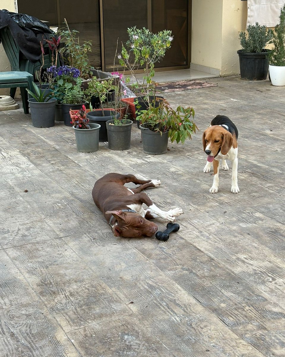 adoptdontshopl's tweet image. 🐕FOR ADOPTION🐕
✨ Meet Keera ✨ This 3-year-old girl is small-sized, sweet, and full of love 💙 She’s vaccinated and looking for a loving forever family 🐾
Spaying is required.
📞 Contact: 71-050702
Can’t adopt? Please share!

#adoptdontshop #dog #adoption #lebanon #foreverhome