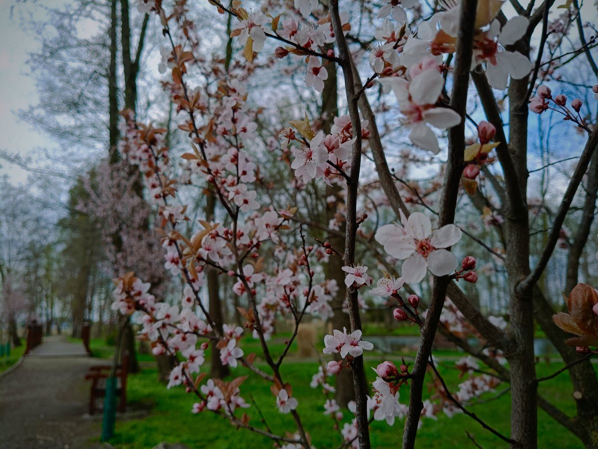 𝐀𝐥𝐢𝐜𝐞 ۵ tweet media