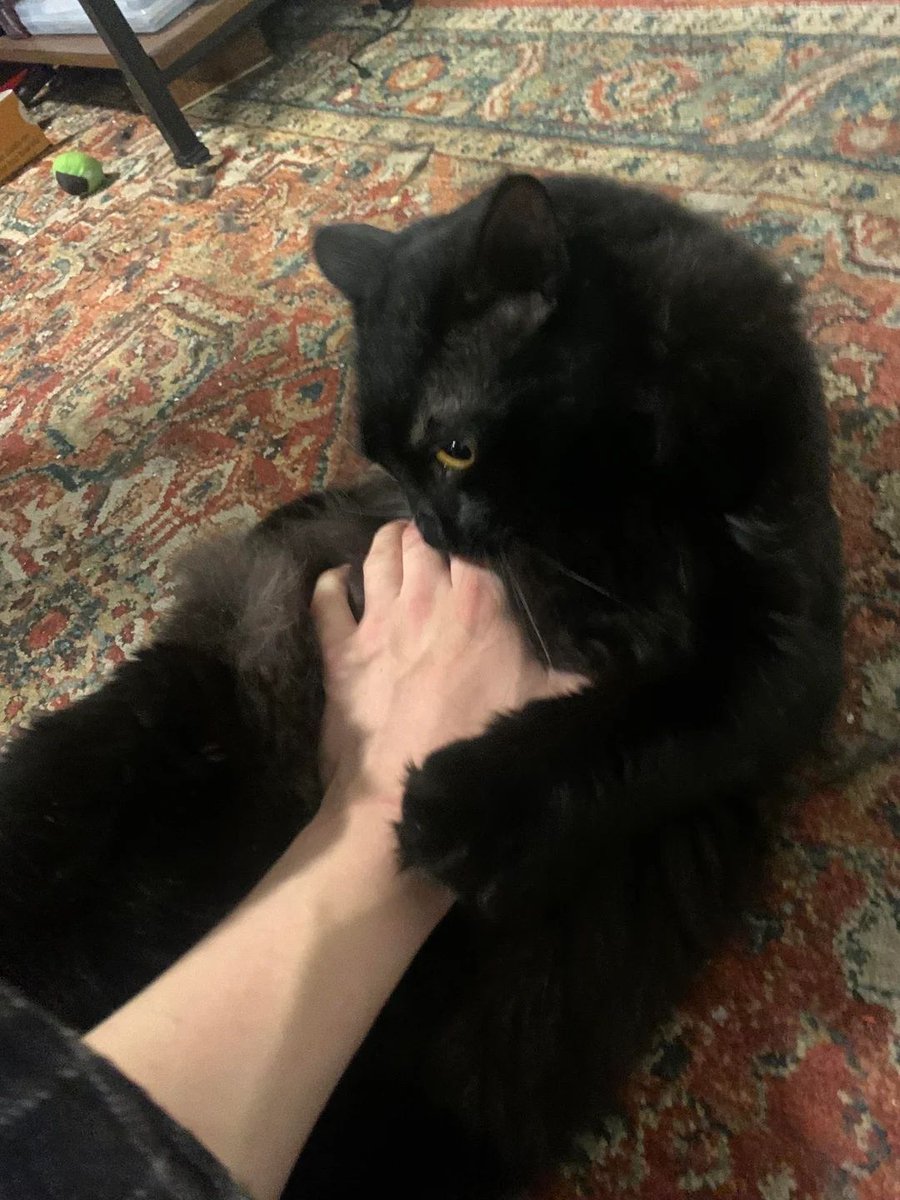 Black cats are not bad luck (@visualscat) on Twitter photo 