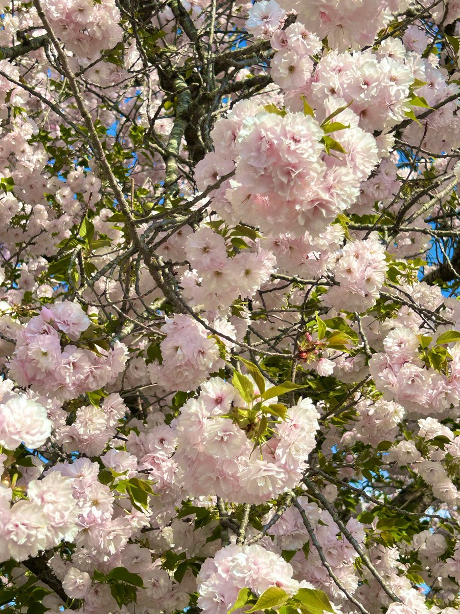 VIVI☆彡低浮上✨🌟🪽ྀི🪽ྀི🪽ྀི tweet media