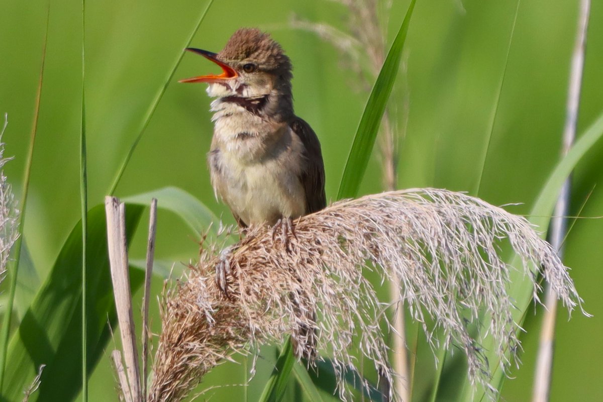 今日から二十四節気の #穀雨 です。

#日本野鳥の会ひょうご の、2026年５月の探鳥会（野鳥観察会）のご案内はこちらです。
　　　　　　　　　　↓
wbsj-hyogo-2.sakura.ne.jp/event/may2026/

会員・非会員を問わず、どなたでもご参加いただけます。１部、事前申込制の探鳥会もありますので、ご注意ください。