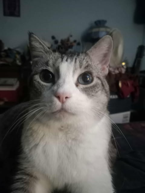 THEE Jenn #MorrisseyGirl4Life 🪷 tweet media