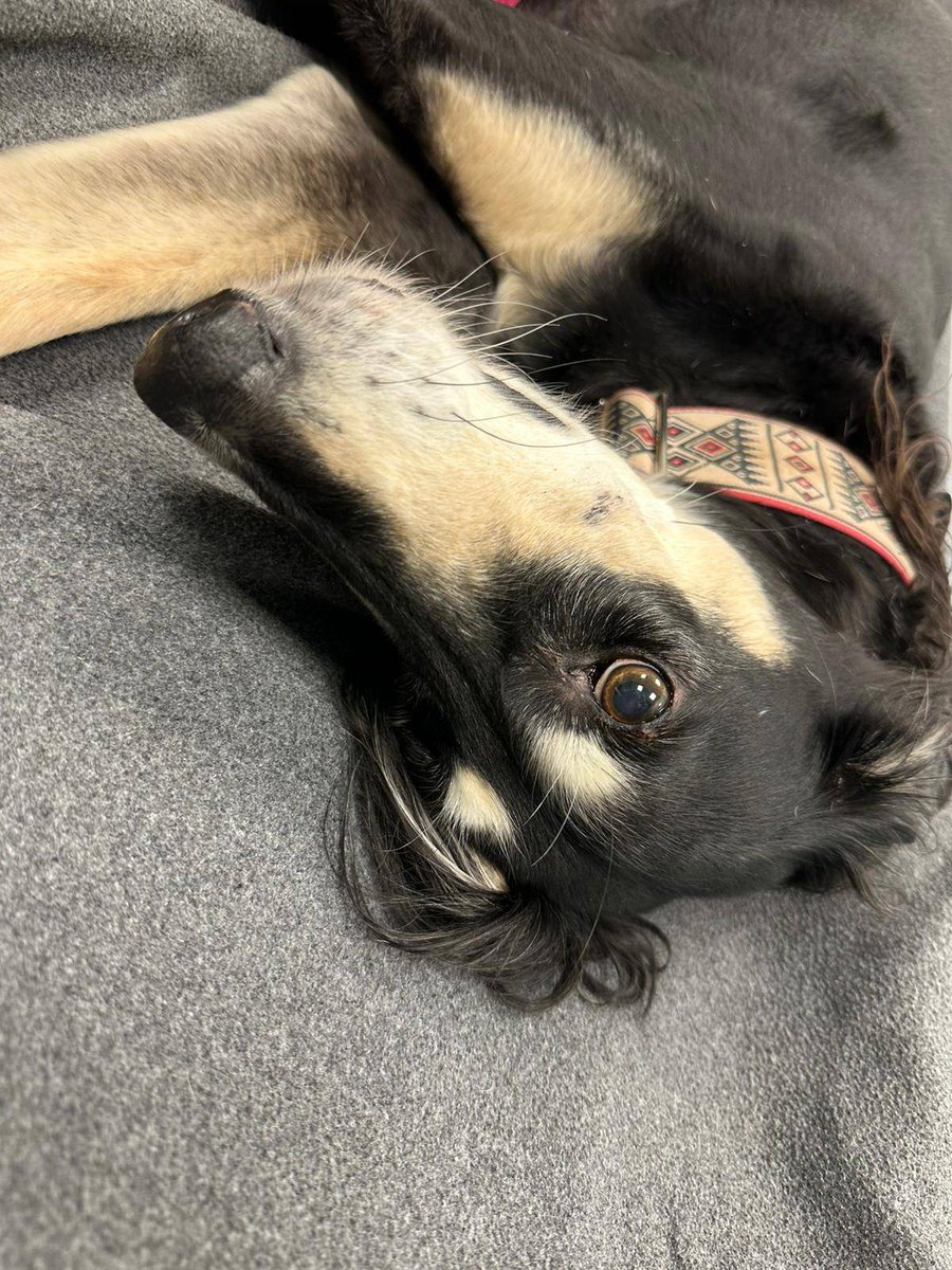 NStar E11even tweet media