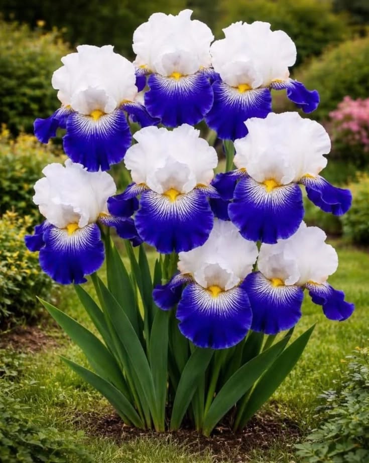 Flowers world tweet media