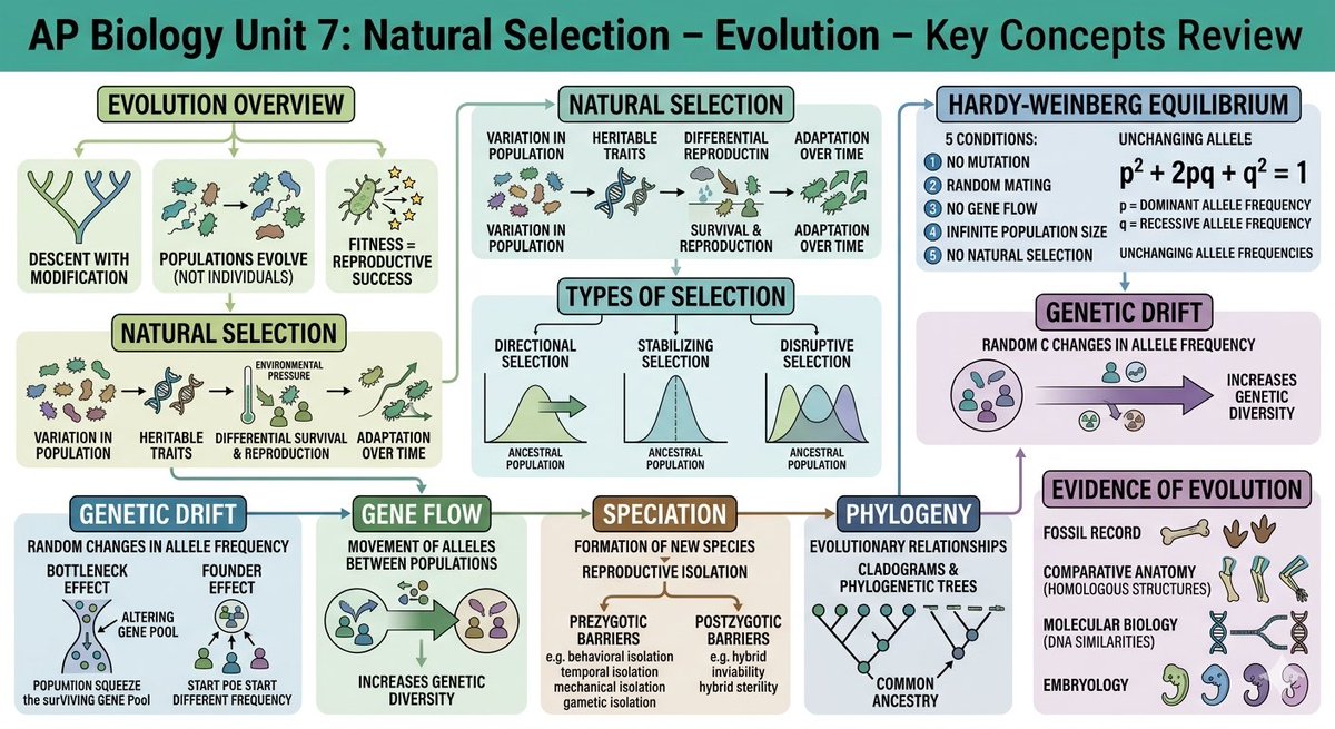 RinaEvelyn00's tweet image. AP Biology Unit 4 - Unit 7 Review Note
#AP #APbio #APbiology #bio #biology #APer #studytwt #fyp

Every day during exam season is so exhausting, but hang in there, everyone!