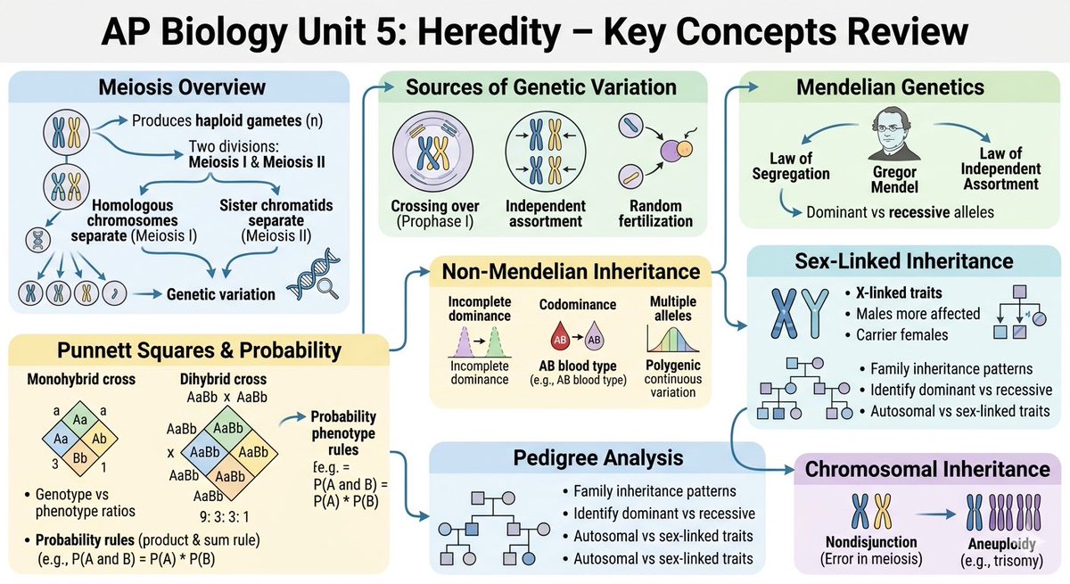 RinaEvelyn00's tweet image. AP Biology Unit 4 - Unit 7 Review Note
#AP #APbio #APbiology #bio #biology #APer #studytwt #fyp

Every day during exam season is so exhausting, but hang in there, everyone!