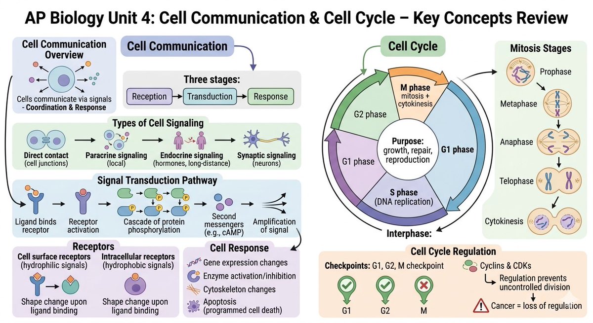 RinaEvelyn00's tweet image. AP Biology Unit 4 - Unit 7 Review Note
#AP #APbio #APbiology #bio #biology #APer #studytwt #fyp

Every day during exam season is so exhausting, but hang in there, everyone!