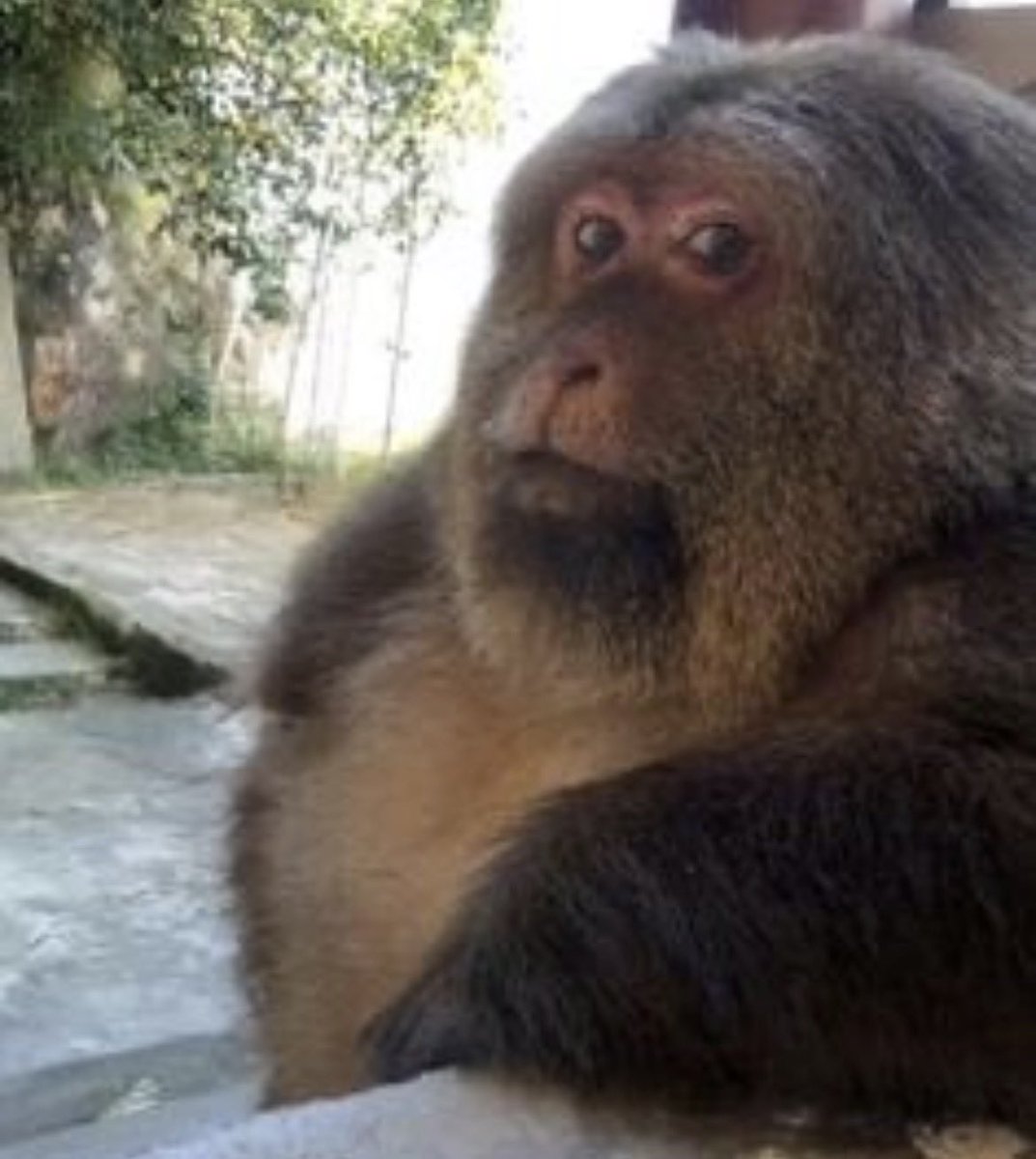 mein volken tweet media