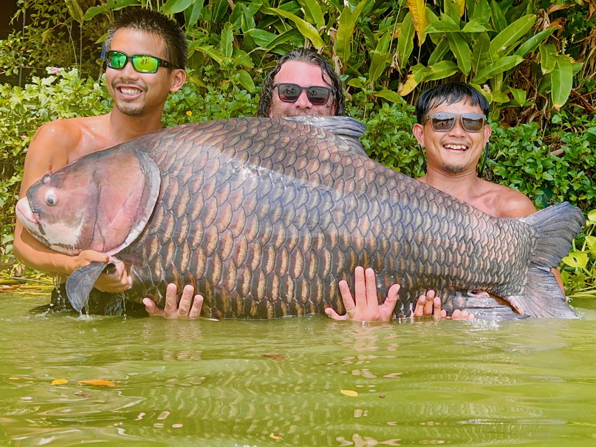 omcfishinglife's tweet photo. 🚨RECORD CARP‼️😱
NEW lake-record Siamese carp at Gillhams 🇹🇭🥳
Using an OMC Size 2 Cassien hook 🪝💪, Shaun Hanney landed this 206lb giant — what a fish! 🐳🔥
#bigfish #fishing #thailand #onemorecast #angling https://t.co/tOw22ONXiM