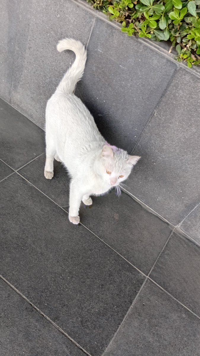 adoptdontshopl's tweet image. 😻 FOR ADOPTION 😻
✨ Meet Loulou ✨ This sweet girl is spayed and super friendly 💙 She’s looking for a loving forever home where she can feel safe and cherished 🐾
📞 Contact: 81-499534
Can’t adopt? Please share!

#adoptdontshop #cat #adoption #lebanon #foreverhome