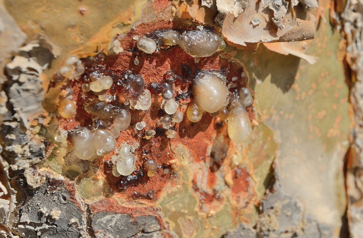 omanspire's tweet image. In pictures, A proud milestone for Oman 🇴🇲 — Omani frankincense is now internationally registered as a Geographical Indication with World Intellectual Property Organization.
A global recognition of a timeless treasure rooted in heritage, identity, and authentic trade 🌿
#Oman