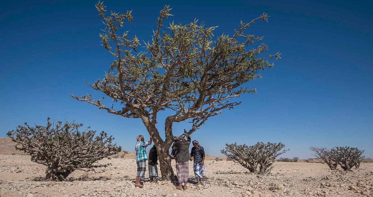 omanspire's tweet image. In pictures, A proud milestone for Oman 🇴🇲 — Omani frankincense is now internationally registered as a Geographical Indication with World Intellectual Property Organization.
A global recognition of a timeless treasure rooted in heritage, identity, and authentic trade 🌿
#Oman