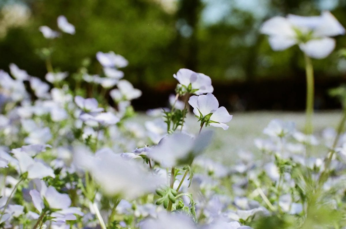 photoyoshioka's tweet image. Kodak ColorPlus200　135-36枚撮り（ニューパッケージ） photoyoshioka.shop-pro.jp/?pid=60560701

自然な発色！シャープな描写！ #使いやすい感度200のカラーネガフィルムです。
#kodak
#カラープラス200
#門真市写真屋