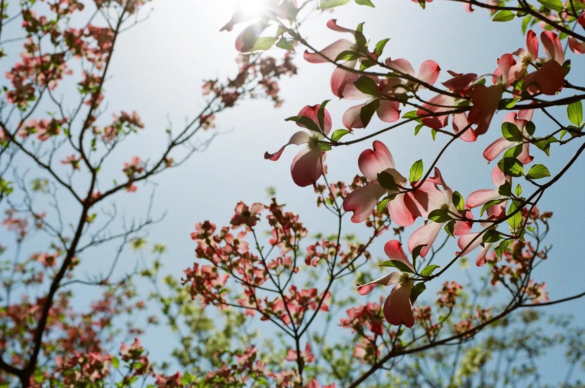 photoyoshioka's tweet image. Kodak ColorPlus200　135-36枚撮り（ニューパッケージ） photoyoshioka.shop-pro.jp/?pid=60560701

自然な発色！シャープな描写！ #使いやすい感度200のカラーネガフィルムです。
#kodak
#カラープラス200
#門真市写真屋