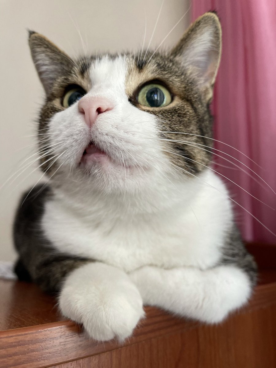 İdil Hafızoğlu tweet media