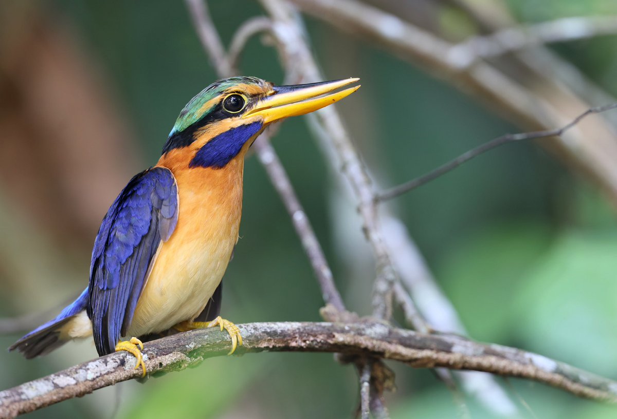 Bird-Photo-Tours ASIA tweet media