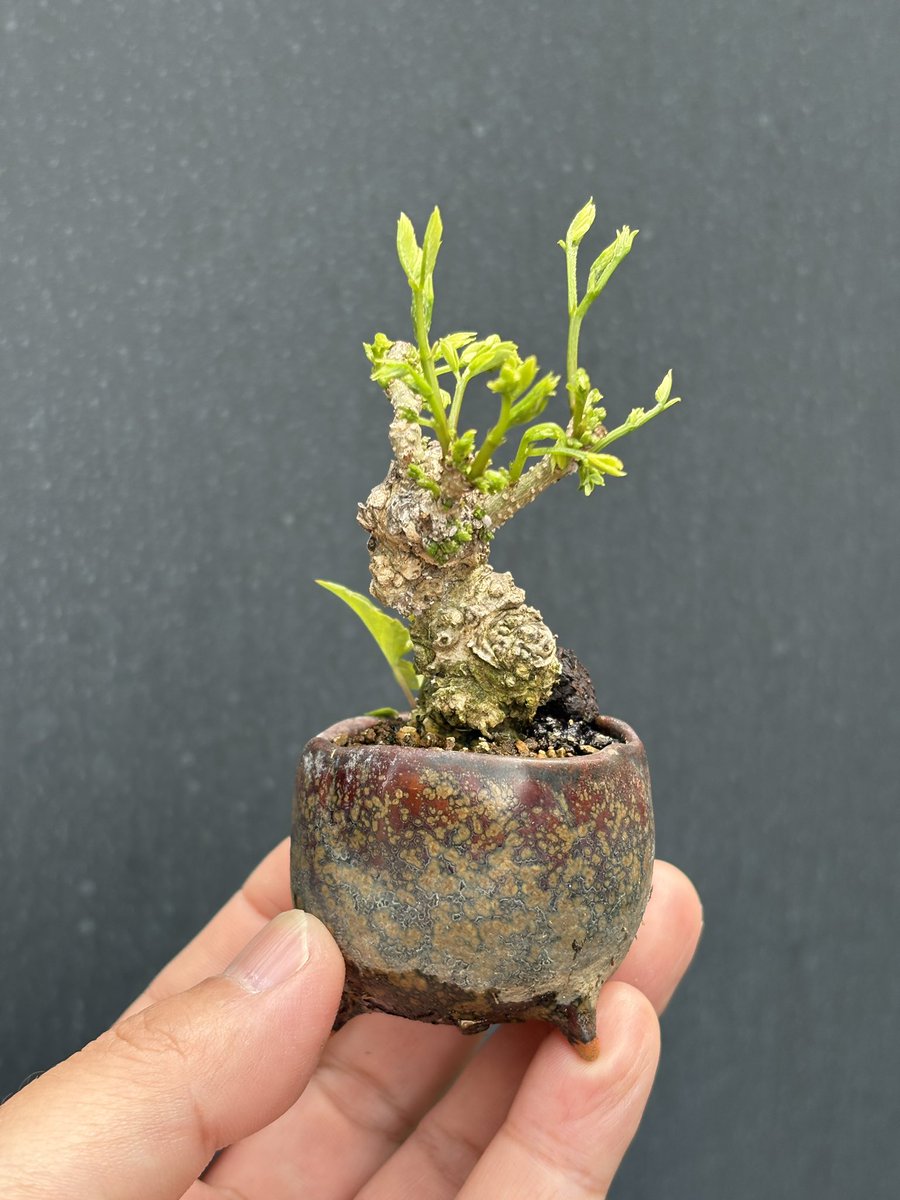 matsumoto_mill's tweet image. ネムの木さん。
おはようございます☀

#盆栽
#ミニ盆栽
#bonsai
#gardening