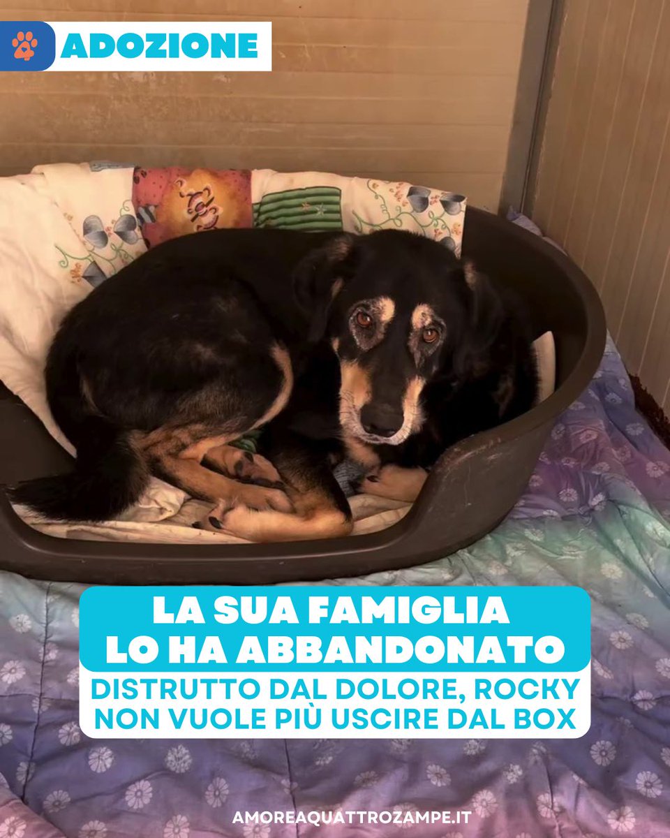 AmoreAQuattro Zampe tweet media