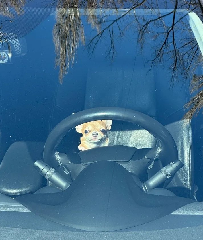 Світ котиться в пизду, а ти в ньому лише маніпусінічка собачка, яка намагається все вивезти