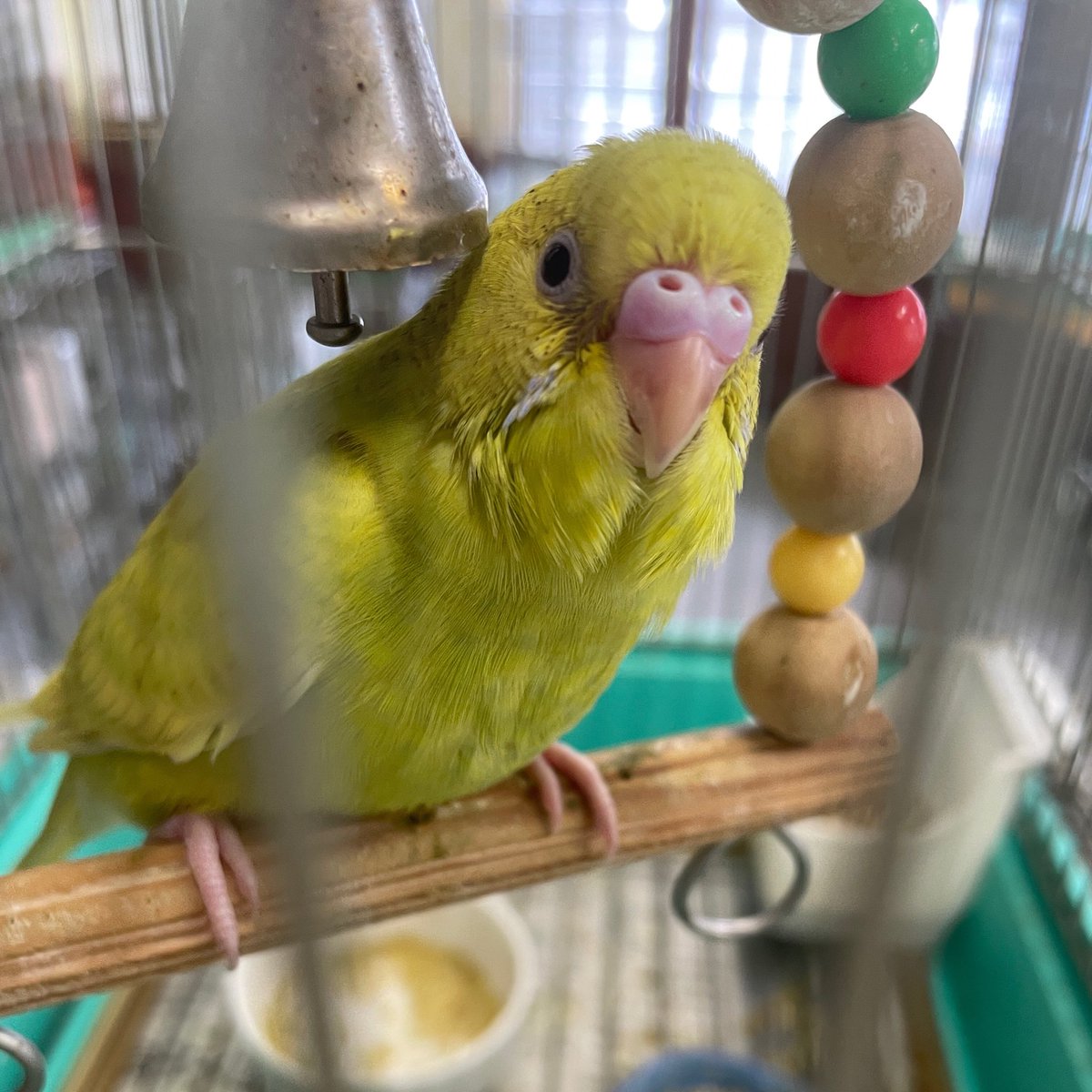 セキセイのヒナがやっと独り立ちできました。
しっかりブランコ乗れてて可愛いですね。
さらに今週末にはヒナが到着予定です。