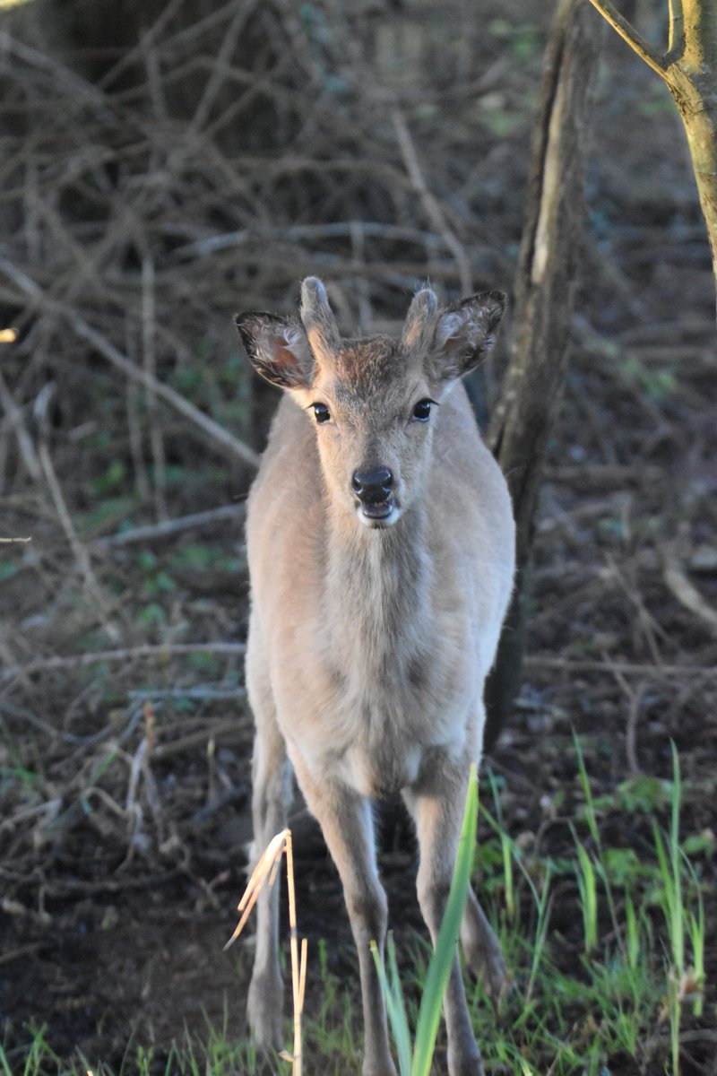 MartinM79510567's tweet image. Deer Newcastle wetlands #ThePhotoHour #wildlife #Deer #Wicklow #Ireland