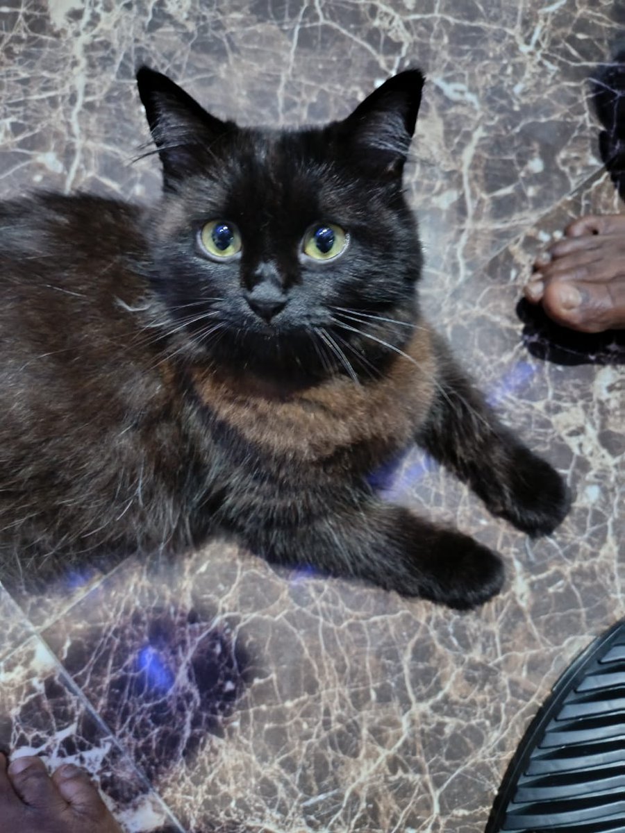 Prince(プリンス)🇳🇬🇯🇵 tweet media