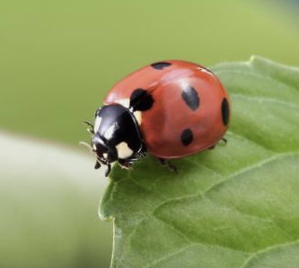 زمن الطيبين - بوطلال ⚖️(Parody) tweet media