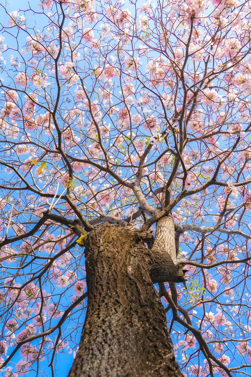 Guangzhou China tweet media