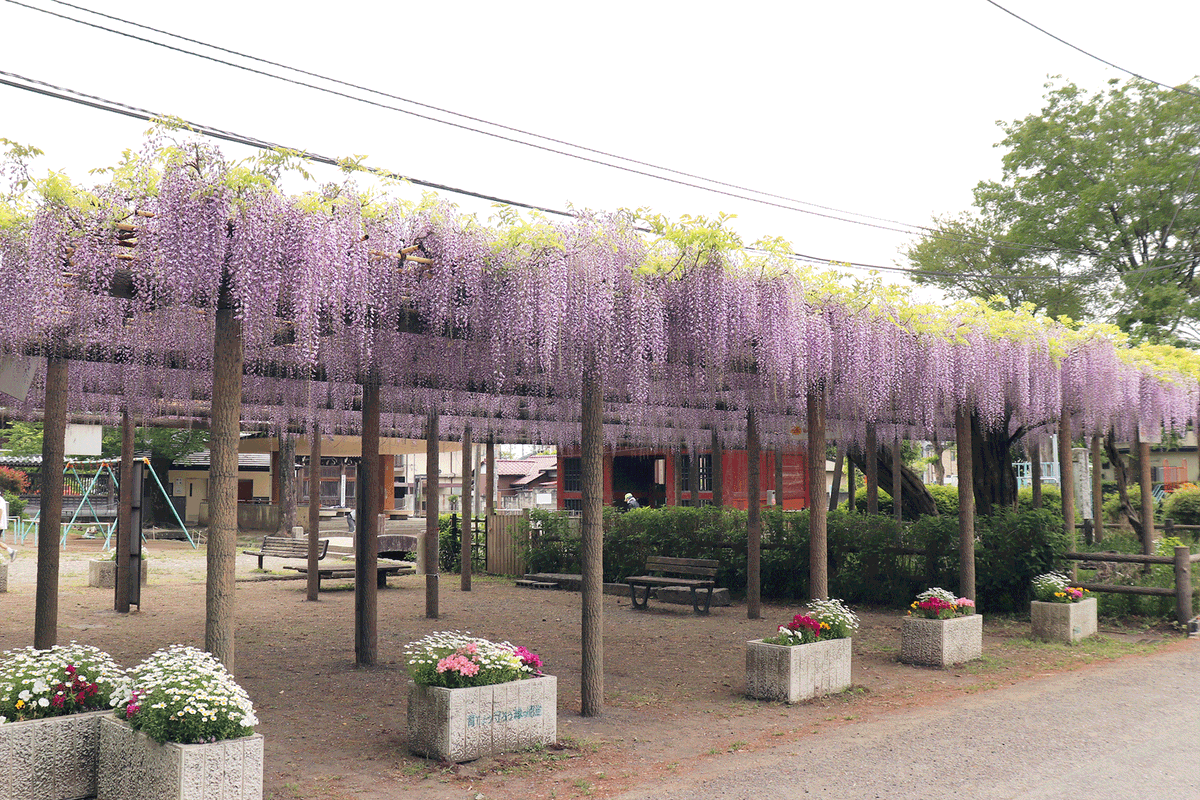 akishima_196's tweet photo. 【拝島のフジ】拝島公園のフジが見頃を迎えています。
市の公式Instagramでも、昭島市のさまざまな魅力を紹介しているので、ぜひご覧ください。#昭島市 #Instagram
市公式Instagramはこちらhttps://t.co/c4YcWvjz6B https://t.co/dDdhEZBjSf
