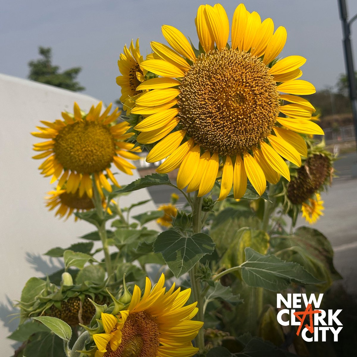 NewClarkCity's tweet photo. Fresh colors are taking over #NewClarkCity

The grounds are officially in full summer bloom as the flowers across  reach their peak. Whether you’re here for a morning jog or a weekend stroll, the vibrant petals make every corner look like a painting.

What’s your favorite spot? https://t.co/enWcmd7IxJ