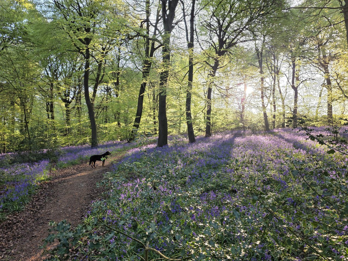 BDBCo's tweet image. Beautiful morning #dogwalking #Oxfordshire