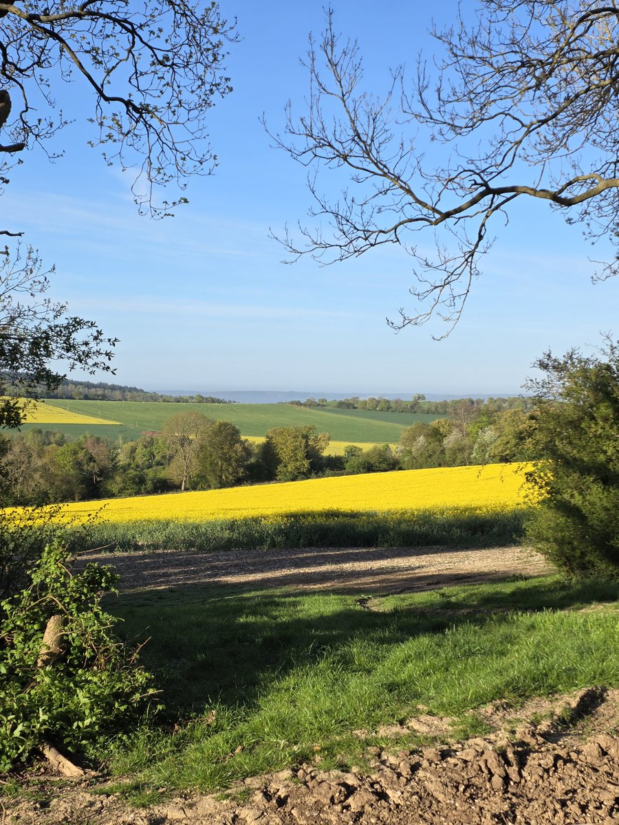 BDBCo's tweet image. Beautiful morning #dogwalking #Oxfordshire