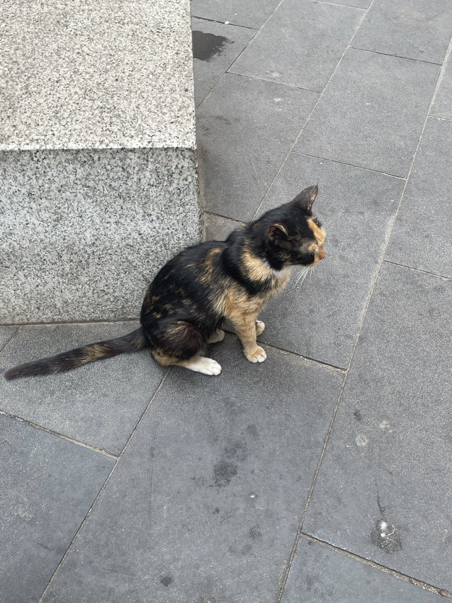 فيرموث tweet media