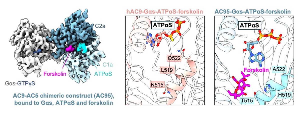 Korkhov Lab tweet media