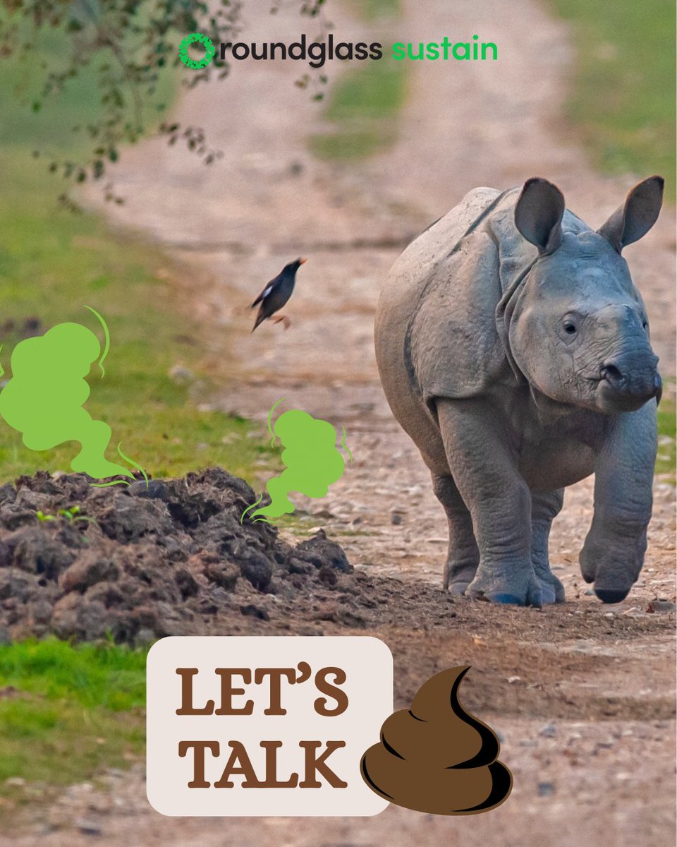 RGSustain1's tweet image. Let’s talk poop! From recycling nutrients to shaping entire landscapes, animal poop plays a powerful role in keeping ecosystems alive and thriving.  

Stay tuned this week as we explore the surprising, messy magic of wild poop.  

Photo by Dhritiman Mukherjee  

#Wildlife