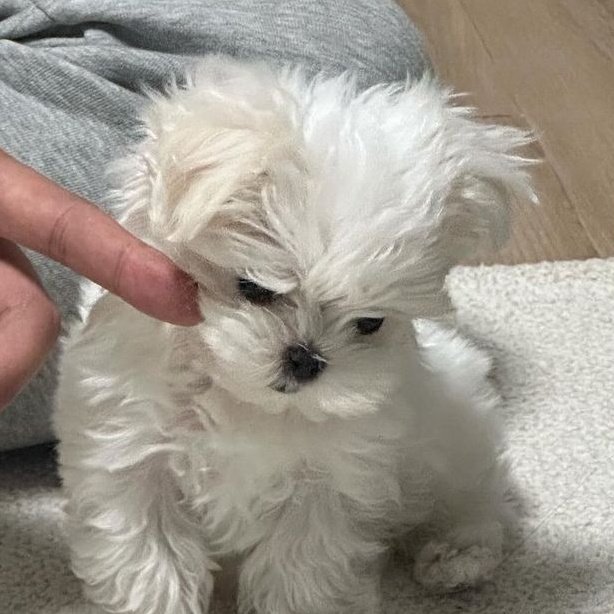 ⁺₊♡ moo🐈‍⬛! cms open ★ tweet media