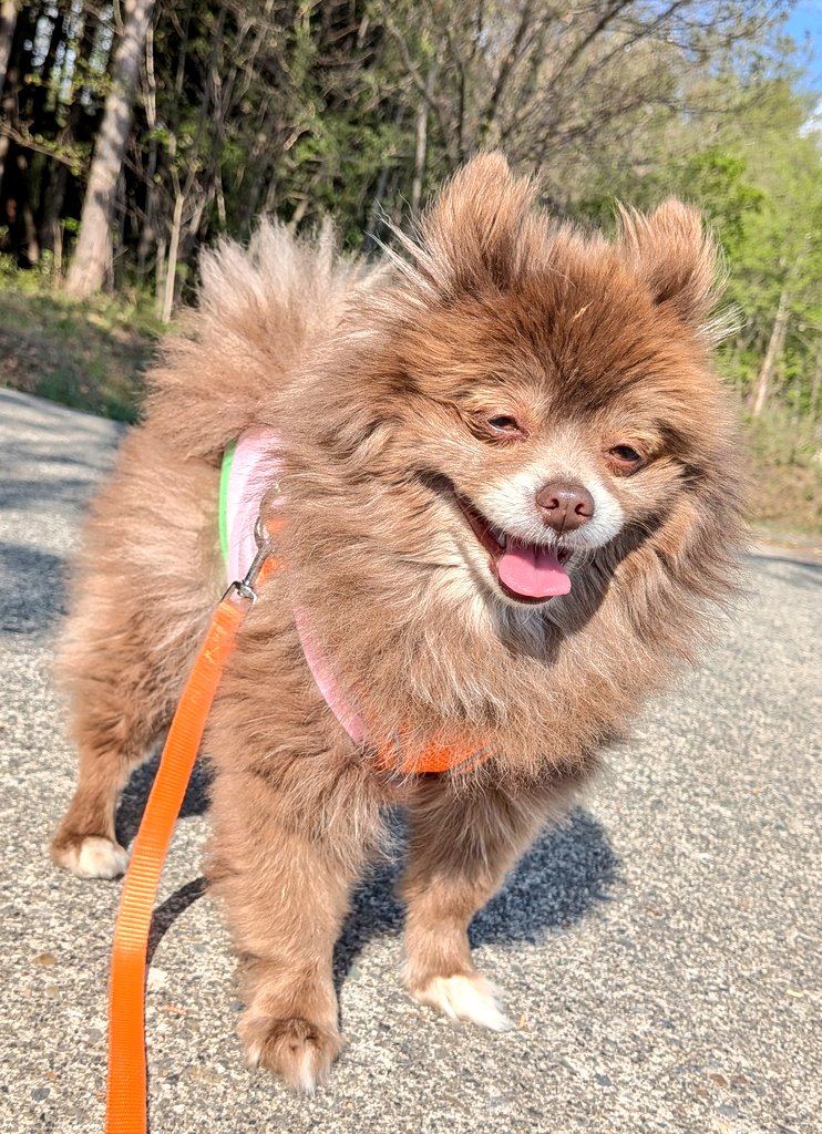 ごま&たび tweet media