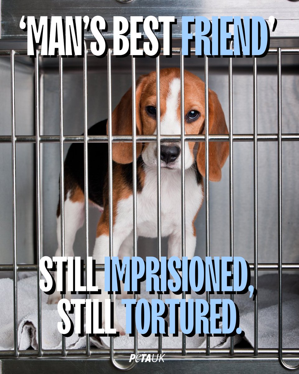 Dogs are being locked in laboratories, poisoned, and killed - all in the name of science.
In hidden British facilities, beagles are force-fed chemicals and denied everything that makes life worth living.
#WDAIL