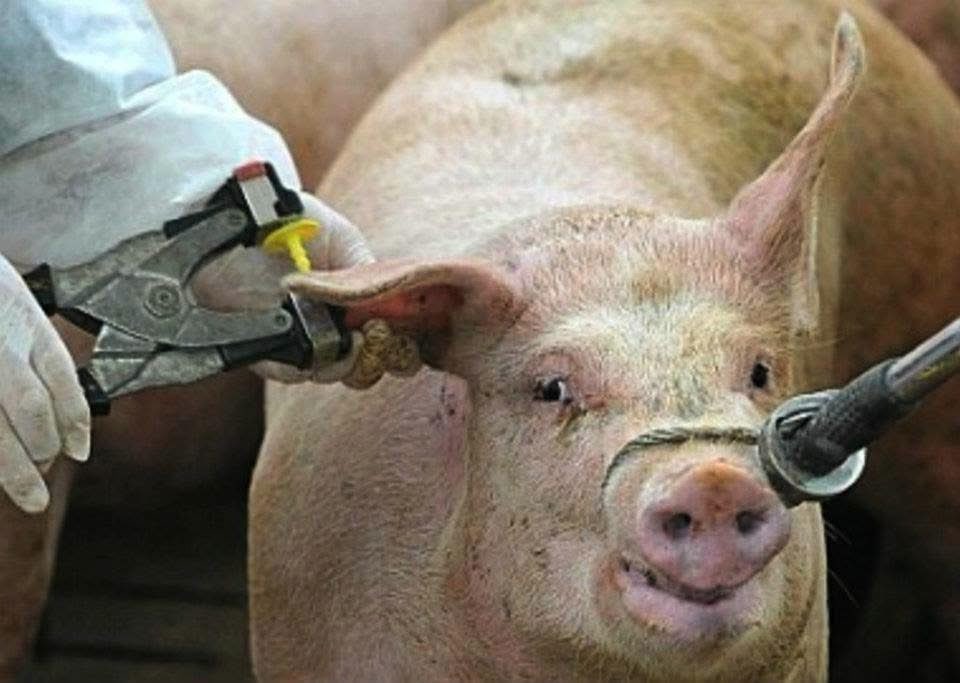 ©anines tho™ tweet media